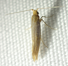 Tischerioidea