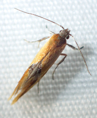Batia lunaris