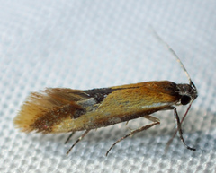 Batia lunaris