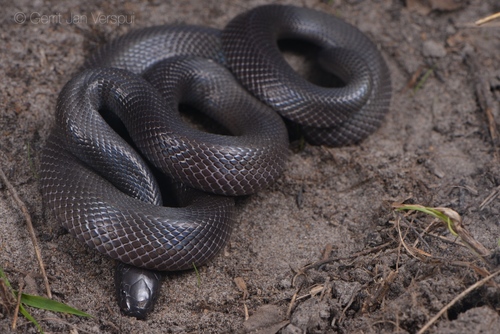 Photo of a Variable Burrowing Asp (Atractaspis irregularis)
