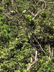 Polyscias maraisiana