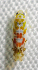 Typhlocyba quercus