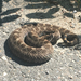 Eastern Massasauga - Photo (c) Clint Fulsom, some rights reserved (CC BY-NC), uploaded by Clint Fulsom
