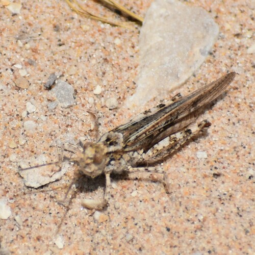 Lake Huron Locust photo 2