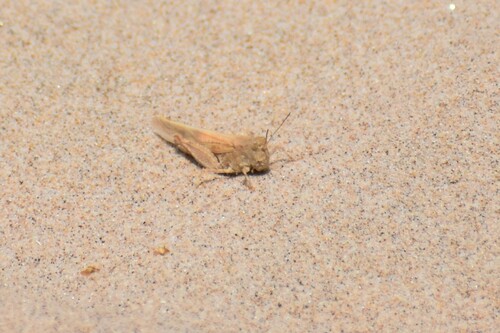 Lake Huron Locust photo 4