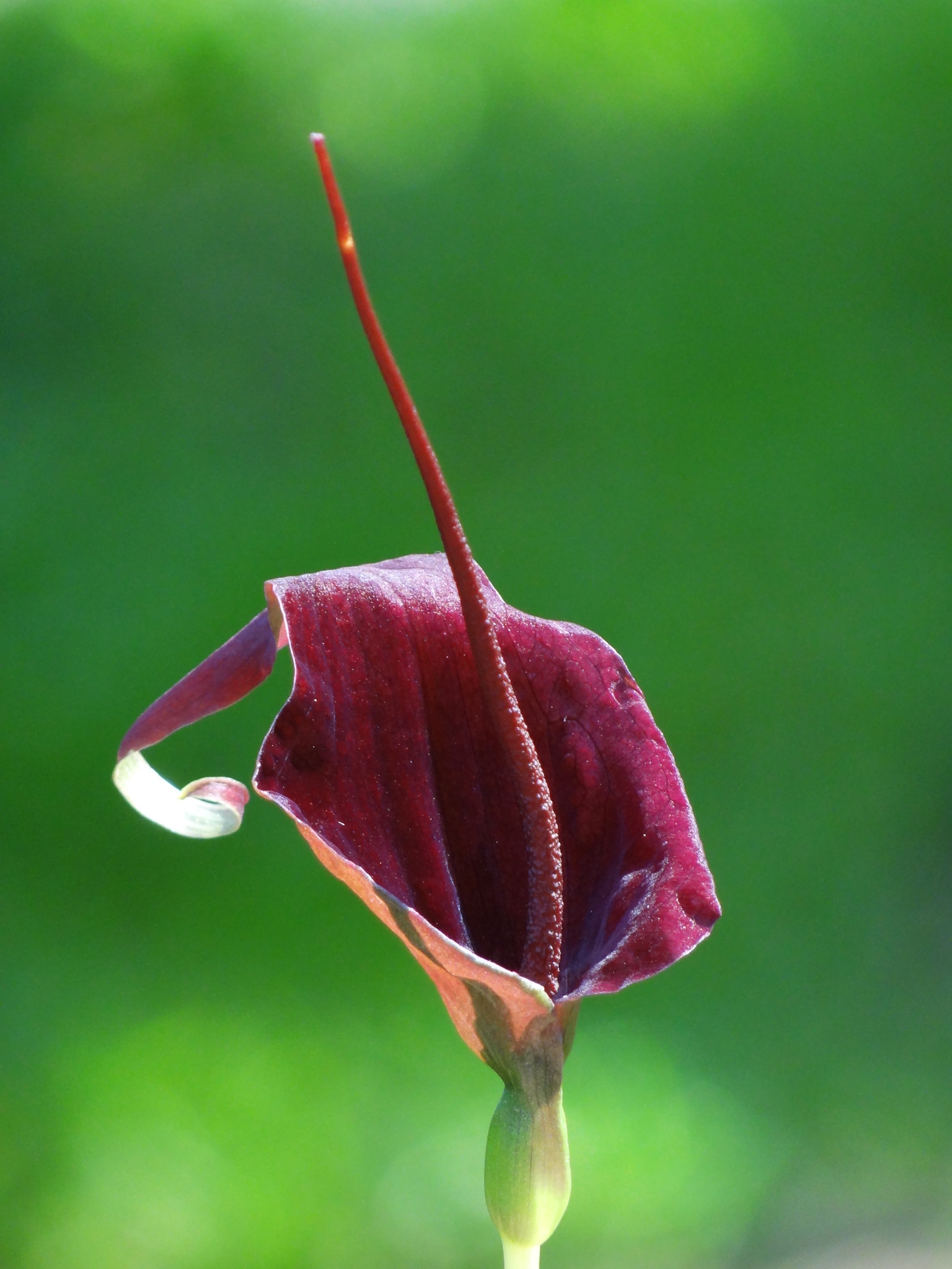 Typhonium