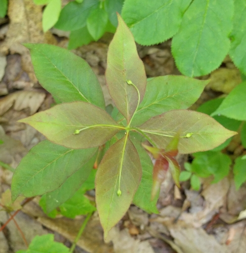 Lysimachia quadrifolia