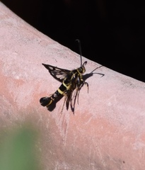 Synanthedon bibionipennis