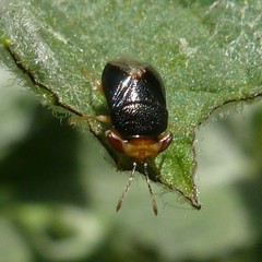 Geocoris erythrocephalus