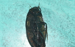 Hydrophilus ensifer