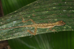 Anolis trachyderma