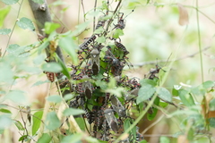 Pachylis neocalifornicus