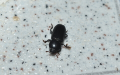 Phrenapatinae