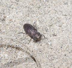 Buprestinae