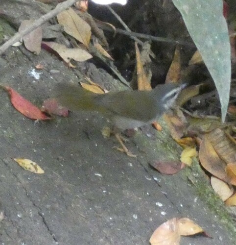 White-striped Warbler (Myiothlypis leucophrys), photo 9