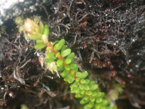 Image of Harrimanella stelleriana by no rights reserved