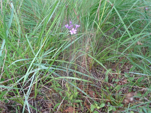 Image of Buchnera americana by no rights reserved
