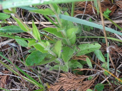 Image of American Bluehearts (Buchnera americana) by no rights reserved