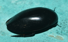 Hydrophilus ensifer