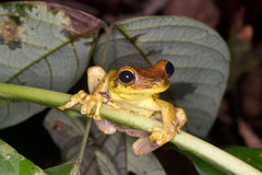 Osteocephalus yasuni