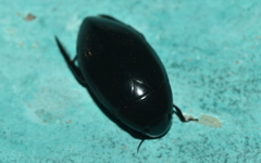 Hydrophilus ensifer