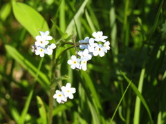 Myosotis imitata