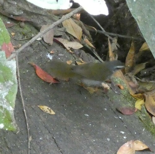 White-striped Warbler (Myiothlypis leucophrys), photo 3