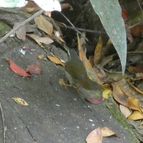 White-striped Warbler (Myiothlypis leucophrys), photo 10