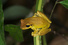Osteocephalus yasuni