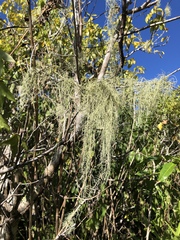 Usnea barbata