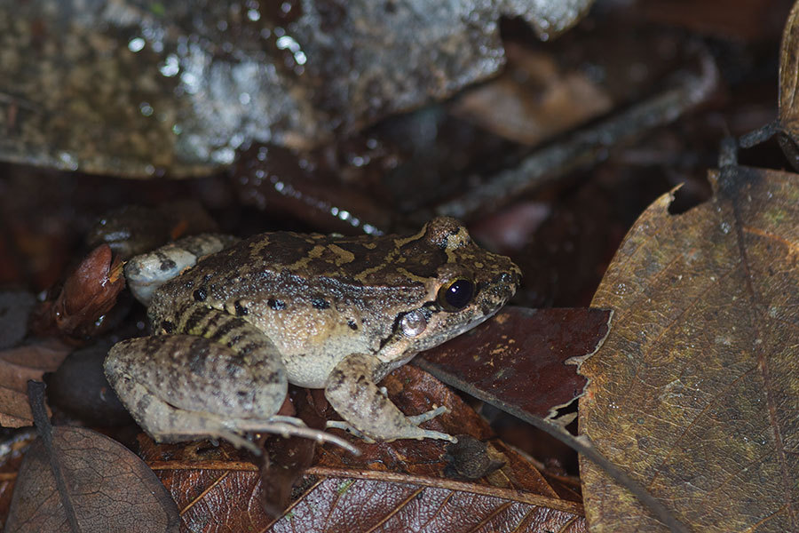 Peters' Thin-Toed Frog