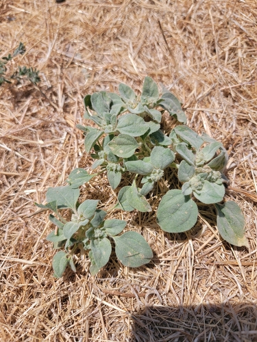 iNaturalist observation photo of turkey mullein