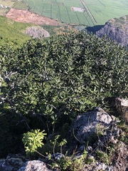 Tracheophyta