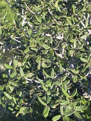 Tracheophyta