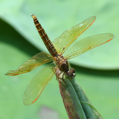 Brachythemis contaminata