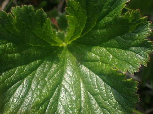 Image of Geum calthifolium by no rights reserved