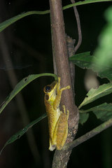 Osteocephalus yasuni