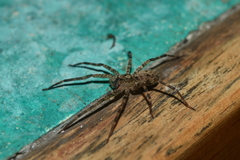 Acanthoctenus