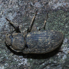 Coleoptera