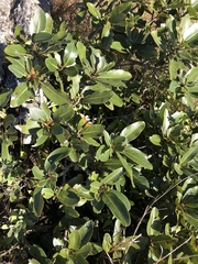 Tracheophyta