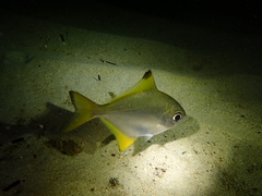 Woodward's Pemferet photo 5