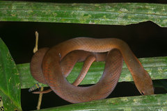Blind Ground Snake photo 3