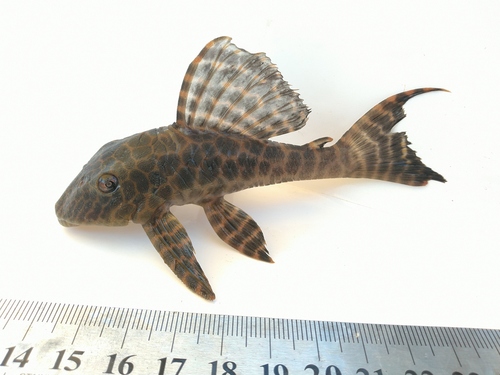 Broadhead pleco (Hypostomus latifrons) — Loricariidae