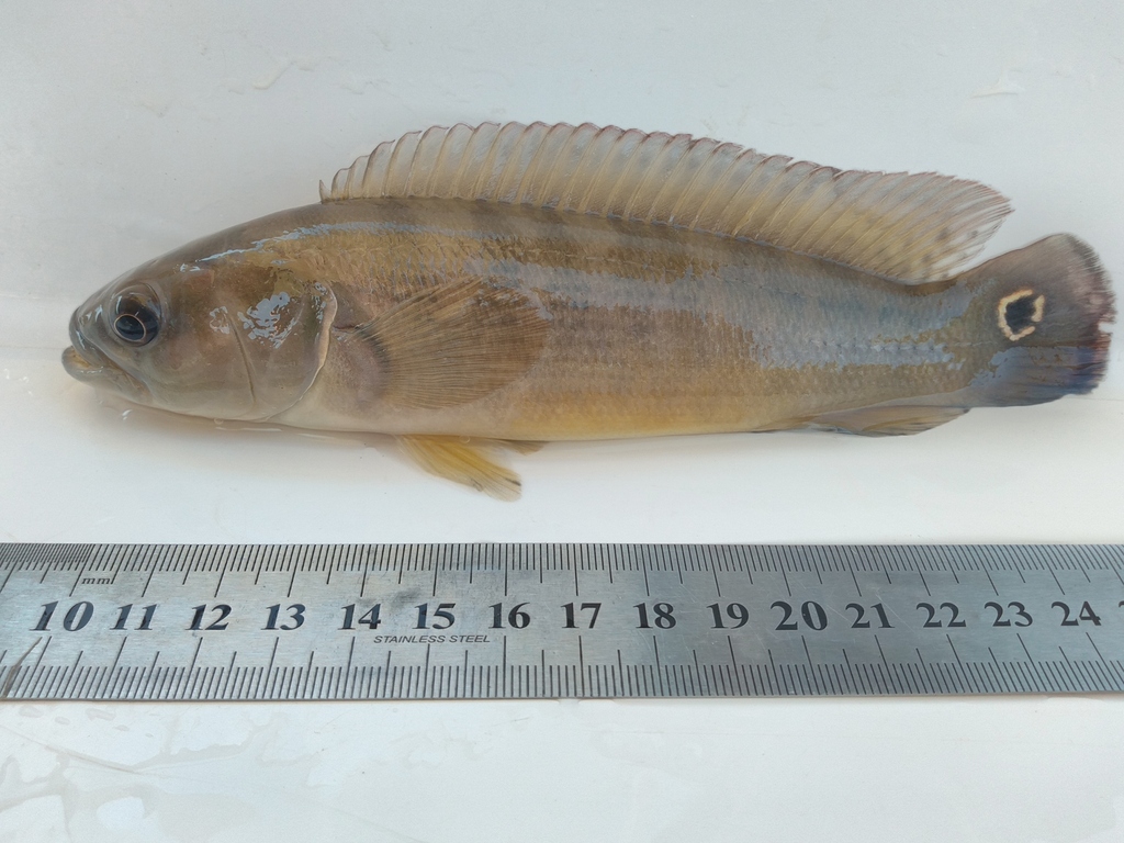 Half-Striped Pike Cichlid