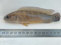 Half-Striped Pike Cichlid photo 1