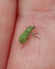 Pachyrhinus lethierryi