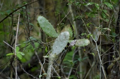 Opuntia inaperta