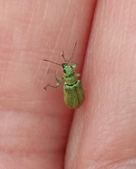 Pachyrhinus lethierryi