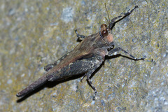 Eucriotettix oculatus
