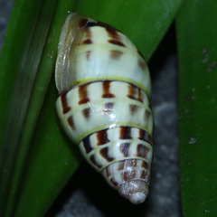 Amphidromus porcellanus